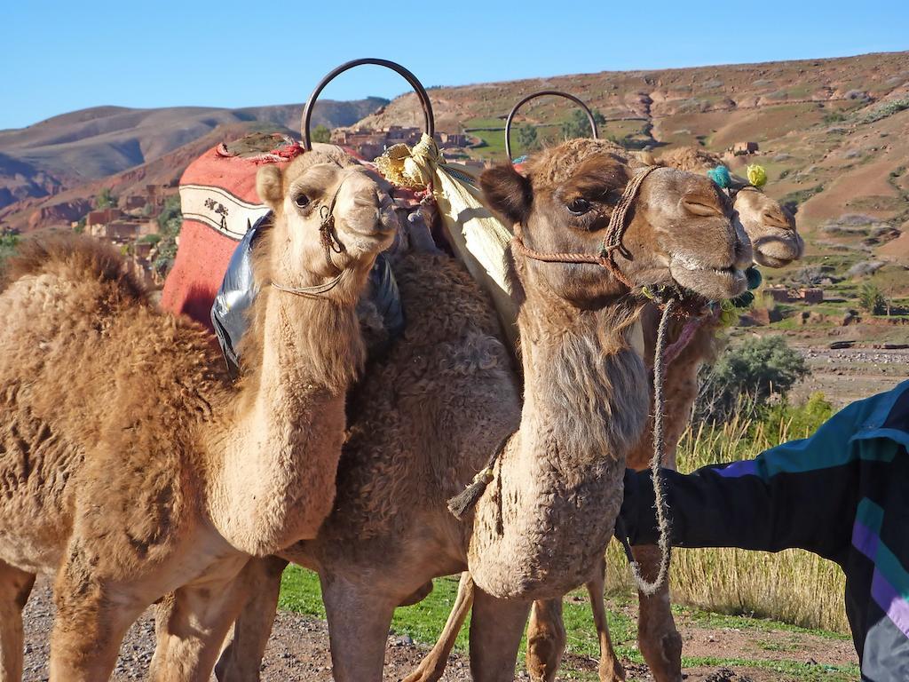 Hotel Kasbah Angour Tahanaout Zewnętrze zdjęcie